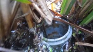 НУЖНА ЛИ ПОДАЧА И СЛИВ ВОДЫ В ПРУДУ?