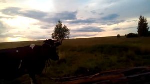 Коровам хвосты крутить