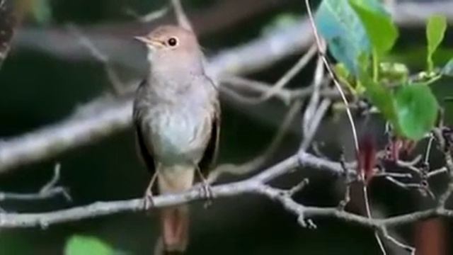 Просто природа смотреть онлайн