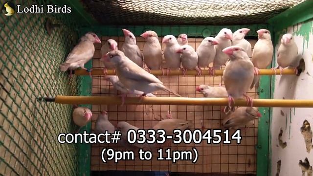 Fawn Java Booking Stopped Now at this Price | Best Healthy Pairs | Urdu/Hindi | Lodhi Birds смотреть онлайн