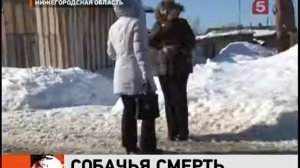 Отлов на глазах у детей. Нижегородская область.