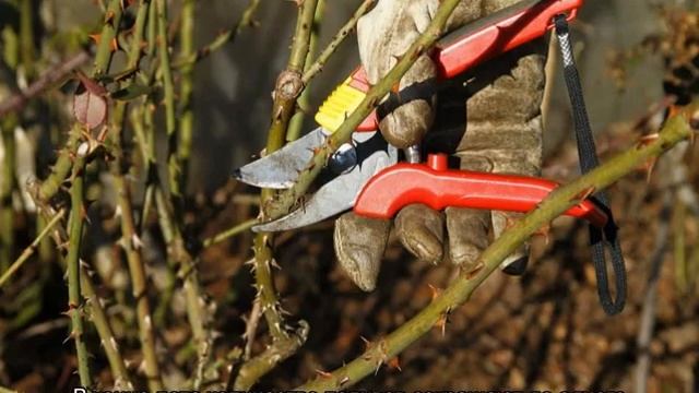 Роза Иоганн Вольфганг фон Гете (Johann Wolfgang von Goethe) — что это за сорт смотреть онлайн