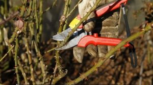 Роза Иоганн Вольфганг фон Гете (Johann Wolfgang von Goethe) — что это за сорт