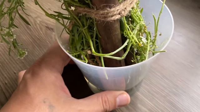 средний СЫН не ночует дома и ПАПУ осенила ИДЕЯ смотреть онлайн