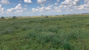 Посев озимой ржи без обработки земли