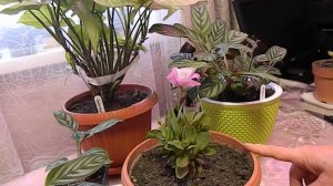 Комнатные цветы Какие цветы стоят на верхней полке Полив и подкормка комнатных цветов Чем подкормит