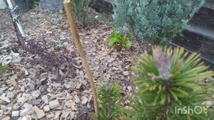 Мои Новинки!!! Сосна Тейлорс Санберст, Ель Майголд!  Сосна Шеф Джозеф!