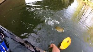 Kayak Fishing for Ohio Smallmouth Bass using a Big Joshy Swimbaits Craw