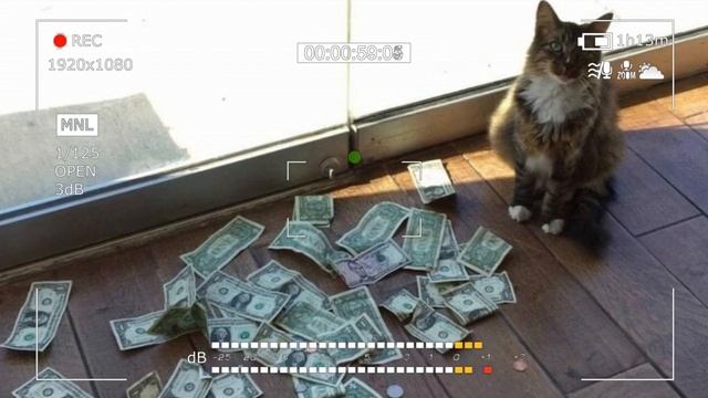 Сотрудники фирмы не могли понять, откуда их КОТ таскает НАЛИЧКУ и оказалось... смотреть онлайн