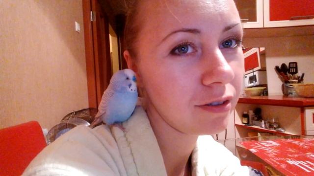 Ми-ми-мишное видео про Тошу. Мой волнистый попугай смотреть онлайн