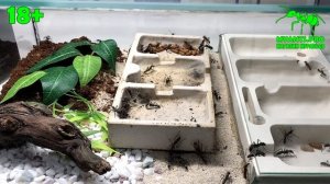 Презентация канала о муравьях MyAnts, советы по содержанию, разработка формикариев