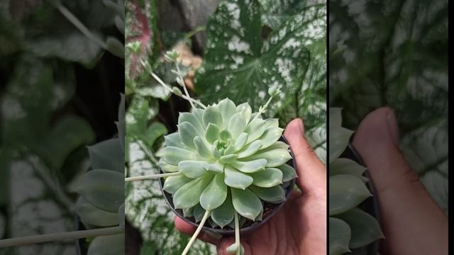 Echeveria Prolifica Variegated