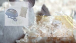 Как ухаживать за хомяком