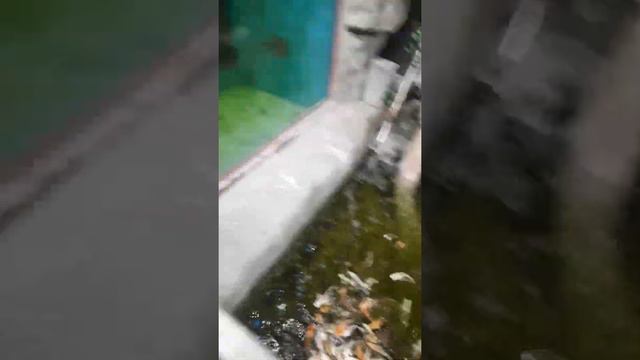 Самарский океанариум смотреть онлайн