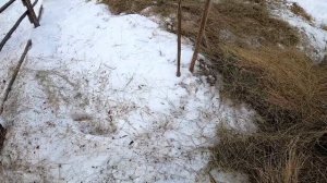 Уникальные северные лошади. Якутские лошади пережили холодную зиму.