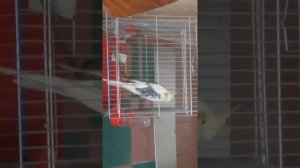 Попугай корелла поет.Помогите понять это мальчик или девочка???