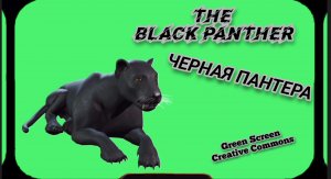 Ченая пантера видео Green Screen футаж .Хромакей анимация на зелёном фоне.