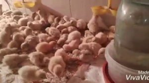 КОРМЛЕНИЕ И ОБОГРЕВ СУТОЧНЫХ ПЕРЕПЕЛОВ!