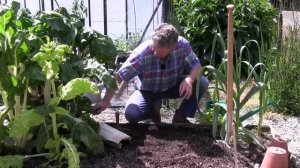 How to Plant Celery