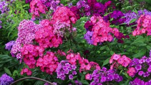 Флоксы Автограф, Евгения, Фиона