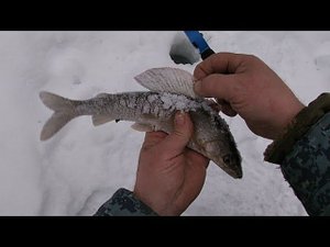 ХАРИУС НА ЛЕСНОЙ РЕЧКЕ \ УГАРНАЯ РЫБАЛКА С ДРУЗЬЯМИ \ Часть 2