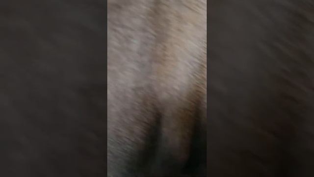 Шарпей. Что то странное происходит с собакой! смотреть онлайн