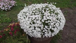 НОВЫЙ метод борьбы с крестоцветной блошкой на АЛИССУМЕ??.