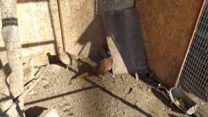 #Разведение фазанов в домашних условиях