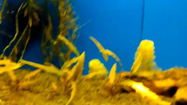 аквариумные растения и первые проблемы с ними смотреть онлайн