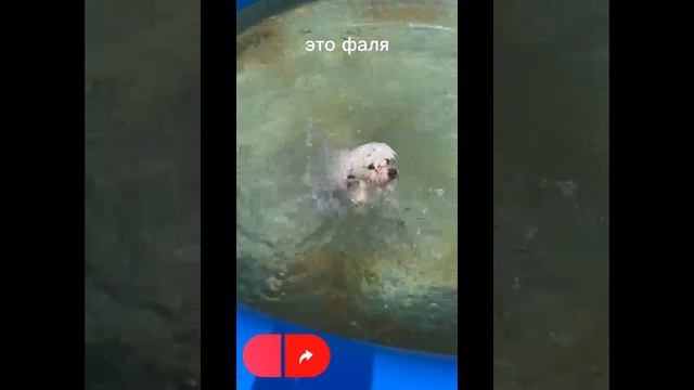 кто не знал меня есть вторая собака фалька ну краткофаля смотреть онлайн