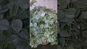 Хойя ЭСКИМО , моя шикарная красотка!!! какая она сейчас