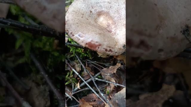 Млечник обыкновенный . Гладыш . Lactarius trivialis .