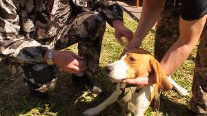 Эстонские гончие. Череповец.