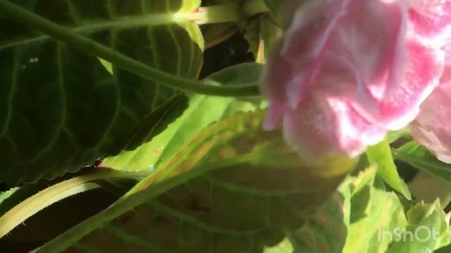 Обзор Глоксинии . ((Review of Gloxinia. ))2020 смотреть онлайн