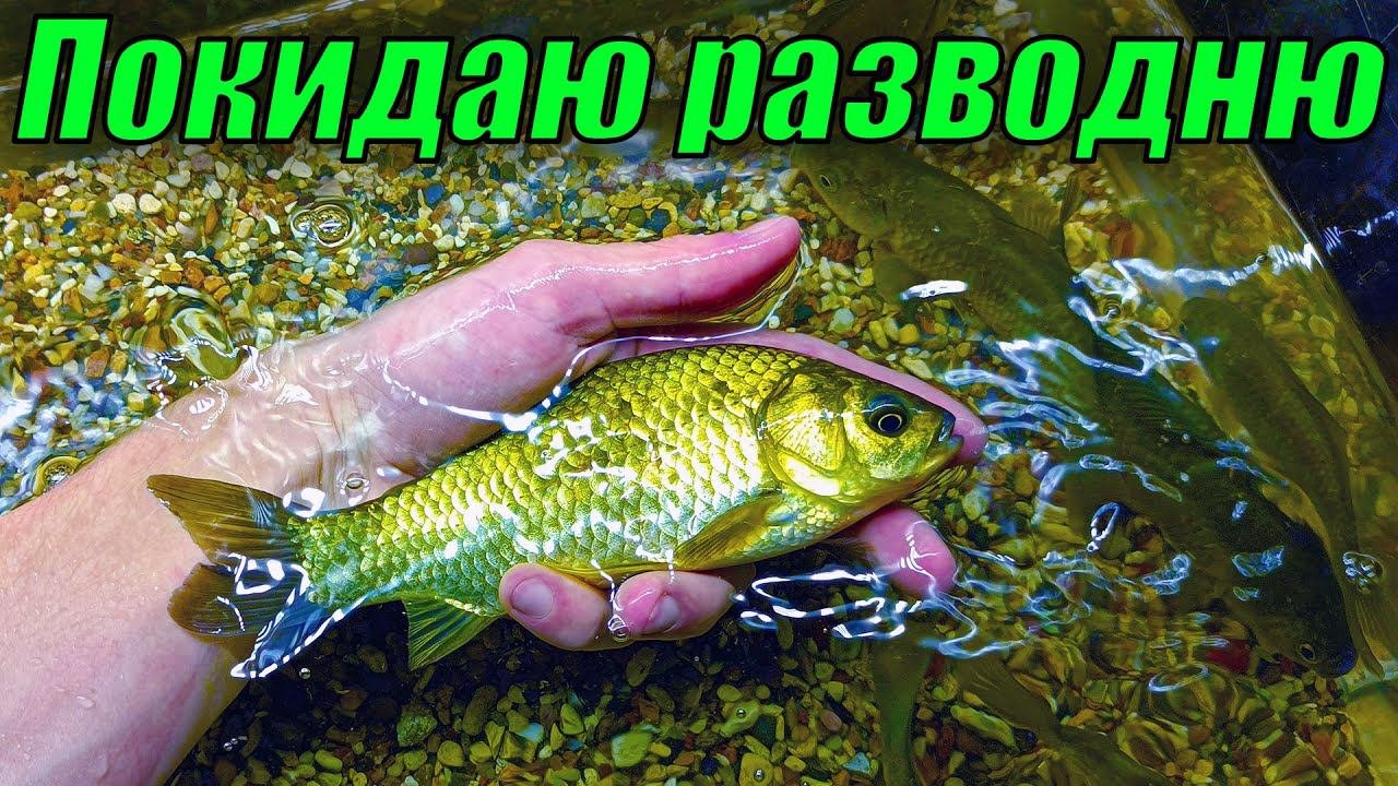 Полностью РАЗОБРАЛ рыборазводню! Рыбки уезжают из города!