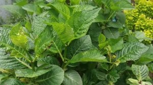 СПАСАЕМ КРУПНОЛИСТНыЕ ГОРТЕНЗИИ от клеща!!!