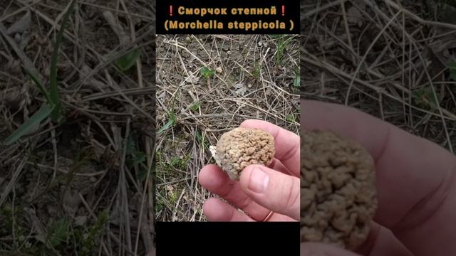 ❗Степной сморчок (Morchella steppicola ), самый вкусный из весенних грибов❗#сморчки #грибалка #гриб