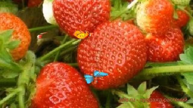Земляника садовая Флорентина ? обзор: как сажать, рассада земляники Флорентина смотреть онлайн