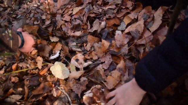 Сьедобный Гриб ПОДТОПОЛЬНИК/ смотреть онлайн