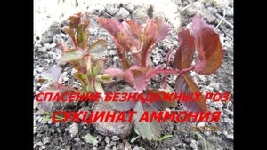 СПАСЕНИЕ БЕЗНАДЕЖНЫХ РОЗ. СУКЦИНАТ АММОНИЯ.
