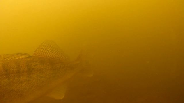 ПОДВОДНЫЕ СЪЁМКИ.  Ищем трофейного СУДАКА с подводной камерой.