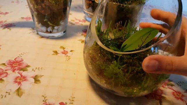 Оридеи. Миди-фаленопсис: мать с детьми. Обзор роста растений. 10.09.17 смотреть онлайн