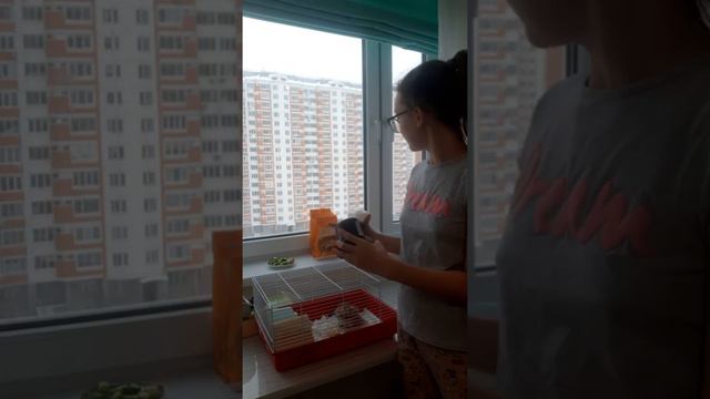 Уборка в клетке хомяков 1 часть смотреть онлайн