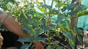 Как пасынковать помидоры и нужно ли это делать?