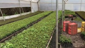 Начало для выращивания роз в Эквадоре