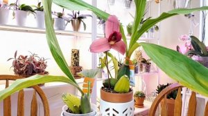 Орхидея Ликаста Lycaste