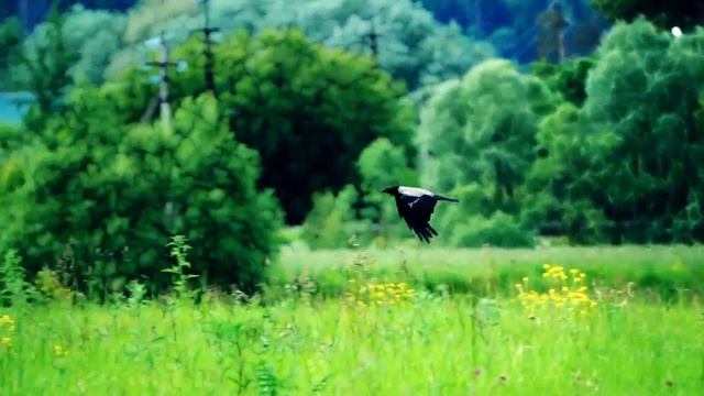 Успокаивающая музыка музыка для сна способствует исцелению и глубокому расслаблению 4к смотреть онлайн