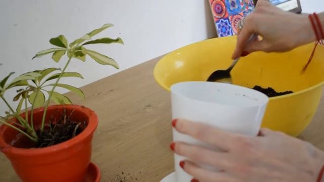 Шефлера, корни ползут из горшка. Scheffler, roots crawl out of the pot смотреть онлайн