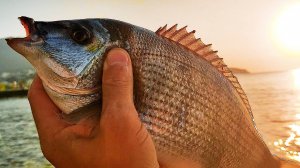 ВОТ ТАК ПРОШЛИ МОИ ЧЕТЫРЕ Дня Рыбалки в Ялте. Был и Сарган и Карась, Я Смог Поймать Зубаря Руками.