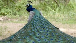 Павлин - величественная птица.